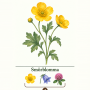 b-smorblomma.png