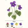 j-viol.png
