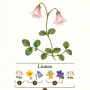 l-linnea.png